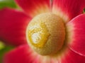 Uvaria Grandiflora Flower Blossom