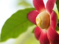 Uvaria Grandiflora Flower Blossom