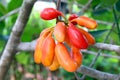 Uvaria rufa Blume Fruit Carabao Teats, Forest fruit, Buffalo Milk Red Fruits in Forest, Herb Rare Endangered Species in Thailand Royalty Free Stock Photo