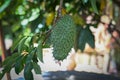 uvenile Soursop hanging on its tree on a small branch Royalty Free Stock Photo