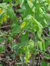 Uvularia sessilifolia, Sessile Bellwort Royalty Free Stock Photo