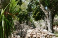 Uxmal mayan ruins Pyramide culture mexico Yucatan