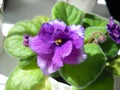 Uzambara violet or Saintpaulia of violet color with fluffy green leaves around. Beautiful purple terry flower