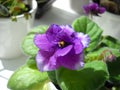 Uzambara violet or Saintpaulia of violet color with fluffy green leaves around. Beautiful purple terry flower.
