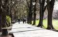 A street in a city park in spring sunny day Green deciduous trees People outdoor Royalty Free Stock Photo