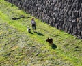 UZHHOROD, UKRAINE - AUGUST 7,2020: Active woman with a dog on a walk in Uzhhorod