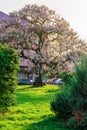 Uzhhorod, ukraine - MAY 01, 2018: Paulownia tomentosa tree in blossom, located on Koriatovycha Square. wonderful cityscape of the