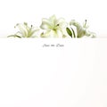 Flowers. Floral background. Lilies. White. Postcard. Floral pattern. Border. Bouquet of white lilies on a white background Royalty Free Stock Photo