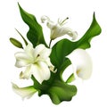 White flowers. Flower background. Calla. Lilies. Green leaves. Vector illustration of a bouquet of white lilies and callas. Royalty Free Stock Photo