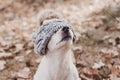 Cute small dog sitting in nature and wearing a hat Royalty Free Stock Photo