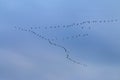 V-formation of flying cranes in autumn, Vorpommersche Boddenlandschaft, Germany