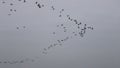 V-formation of flying cranes, Bisdorf, Germany