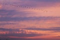 V-formation of flying cranes in coloring sky, Vorpommersche Boddenlandschaft, Germany