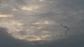 V-formation of flying cranes near Bisdorf, Germany