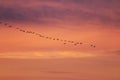 V-formation of flying cranes in orange sky, Vorpommersche Boddenlandschaft, Germany