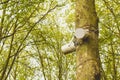 100V Line Weatherproof Outdoor Speaker hung on a tree Royalty Free Stock Photo