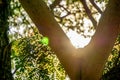 V-shaped branch of tree with sun light beams through green foliages, Silhouette style Royalty Free Stock Photo