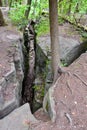 V-shaped limestone crevice and cedar tree growing on edge Royalty Free Stock Photo