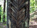 V-shaped scratches on the trunk. Concept of bark scraping or tapping of pine resin