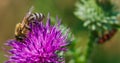 Close up of a bee collecting pollen on the purple thistle flower Royalty Free Stock Photo