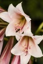 Vaal River Lily Crinum bulbispermum