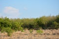 Vacant lot area with dried grass and growing green leaves Royalty Free Stock Photo