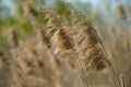 Vacaresti Bucharest Delta. Reed in the wind. Photo during the day. Royalty Free Stock Photo