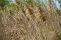 Vacaresti Bucharest Delta. Reed in the wind. Photo during the day. Royalty Free Stock Photo