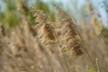 Vacaresti Bucharest Delta. Reed in the wind. Photo during the day. Royalty Free Stock Photo