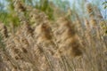 Vacaresti Bucharest Delta. Reed in the wind. Photo during the day. Royalty Free Stock Photo