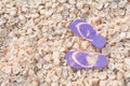 Vacation concept, seashells tropical beach background with flips flops Royalty Free Stock Photo
