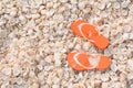 Vacation concept, seashells tropical beach background with flips flops Royalty Free Stock Photo