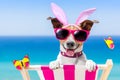 Vacation easter dog Royalty Free Stock Photo