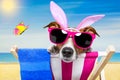 Vacation easter dog Royalty Free Stock Photo