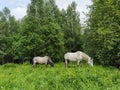 Vacation landscape. Horse outdoor in evening. Russian Altai mountains. Multa