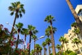 Vacation, travel and tourism. Trunks and crowns of tall palm trees in the blue sky. Tropical nature in the sea side resort.