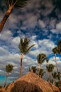 Beach chairs, umbrella and palms on the beach.