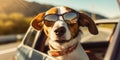 Vacationing Pooch Funny Beagle Dog with Shades and Leash Embarks on Summer Road Trip - Generative AI Royalty Free Stock Photo