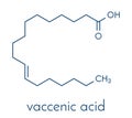 Vaccenic acid molecule. Trans fatty acid, present in animal fat and milk. Skeletal formula. Royalty Free Stock Photo