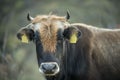 vaccinated calf being raised in mountain pastures