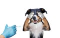 Vaccinating dog on white background, hiding covering eye Royalty Free Stock Photo