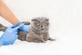 Vaccination of cats. Veterinary Medicine Selective focus Royalty Free Stock Photo