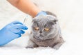 Vaccination of cats. Veterinary Medicine Selective focus Royalty Free Stock Photo