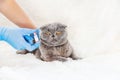 Vaccination of cats. Veterinary Medicine Selective focus Royalty Free Stock Photo
