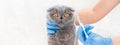 Vaccination of cats. Veterinary Medicine Selective focus Royalty Free Stock Photo