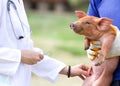 Vaccination of piglets Royalty Free Stock Photo