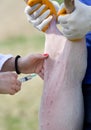 Vaccination of piglets Royalty Free Stock Photo