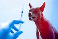 Vaccine Rabies Bottle and Syringe Needle Hypodermic Injection,Immunization rabies and Dog Animal Diseases,Medical Concept with D Royalty Free Stock Photo