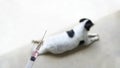 Vaccine Rabies in Syringe Needle and Dog blurred Background Royalty Free Stock Photo