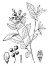 Vaccinium Hirsutum vintage illustration